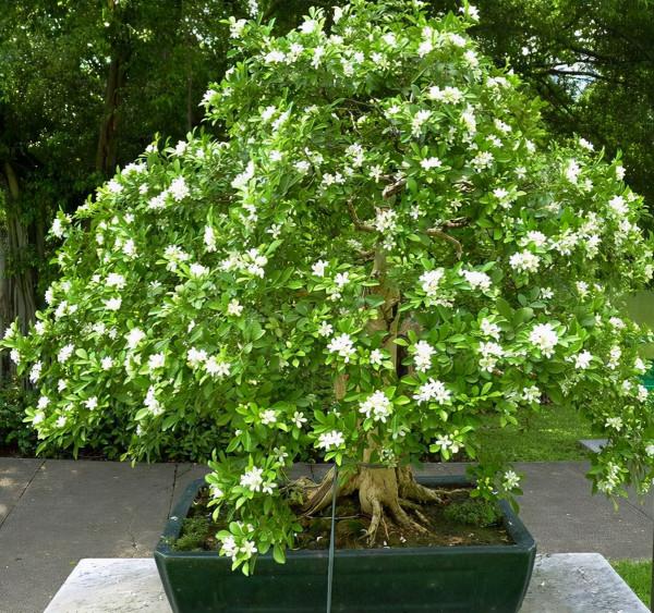 這“3種植物”,1年就能木質化,越老越有價值,回家養了有福氣 這“3種植物”,1年就能木質化,越老越有價值,回家養了有福氣