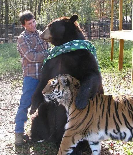 1972年,狗熊救回一個男嬰,奇蹟般養大成人 1972年,狗熊救回一個男嬰,奇蹟般養大成人