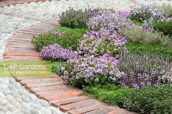7種最好用的地被植物：豐富花境花園色彩，控制雜草