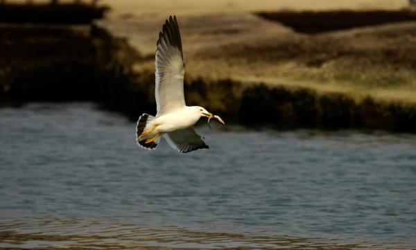 海陽溼地公園的“冬之美”
