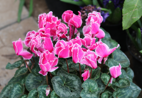 5種漂亮花，年年買，年年養不活？教你養護訣竅，來年照樣開花