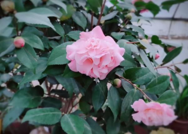 茶花中的“香妃”,現在做好這幾點,入冬就能開滿花,花大香味足 茶花中的“香妃”,現在做好這幾點,入冬就能開滿花,花大香味足