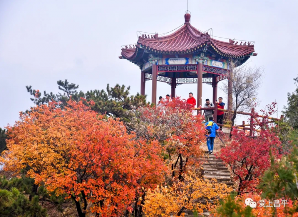 氣溫驟降,昌平這6個賞紅葉地即將登場,提前收藏 氣溫驟降,昌平這6個賞紅葉地即將登場,提前收藏