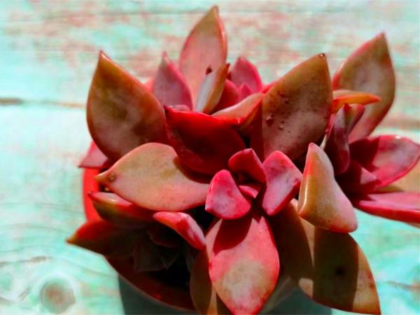 六種淺粉色多肉,像一場場溫柔的夢,讓人沉醉其中,不願醒來 六種淺粉色多肉,像一場場溫柔的夢,讓人沉醉其中,不願醒來