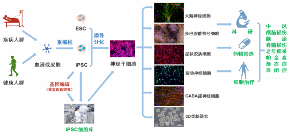 推進iPSC細胞治療產品臨床試驗，「霍德生物」完成數億元B輪融資