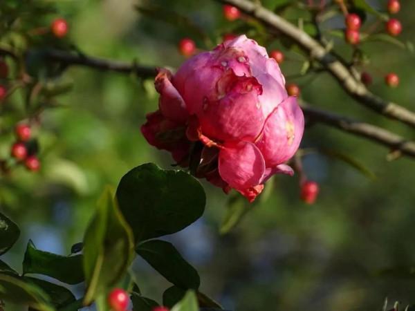 願相遇的人都笑臉以對（十二）玫瑰的主人