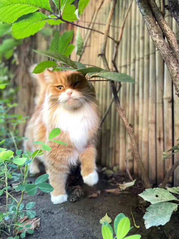 古有“竹林七賢”今有“觀復七閒” 古有“竹林七賢”今有“觀復七閒”