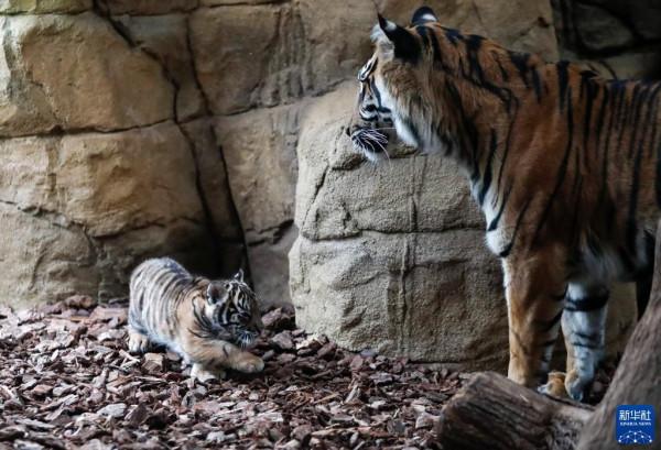 虎年看虎：倫敦動物園喜迎蘇門答臘小萌虎