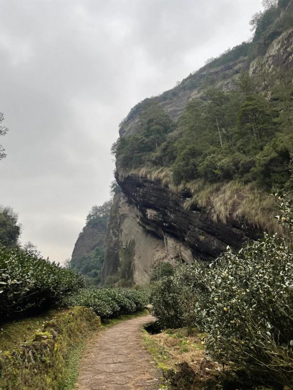 小姐姐們一起走進武夷山正巖茶產區