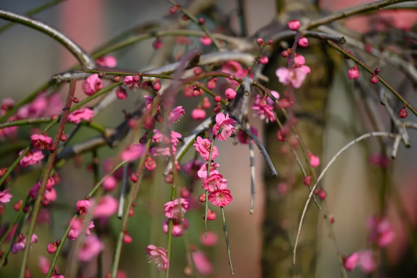 新春佳節到，迎春花展來，騰衝這片近萬平米花卉展區等你打卡啦！