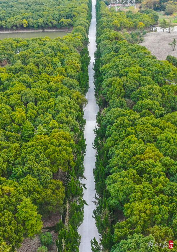 雪松成林，山茶綻放，百花港開放式休閒林地基本建成