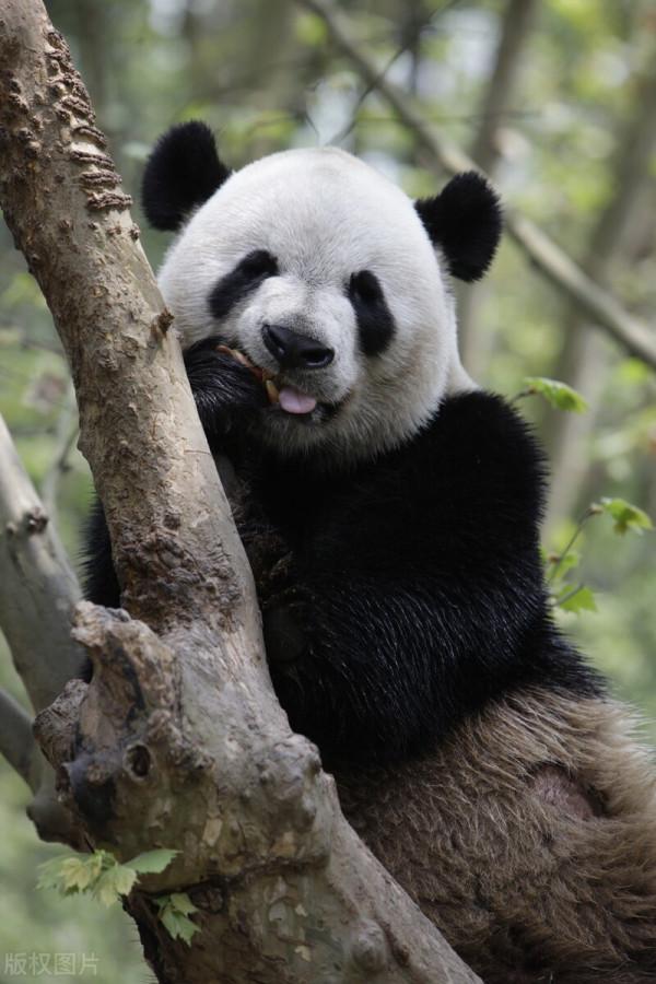 同住地球村，我們是一家人，中國野生保護動物（1）