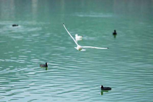 又到一年觀鳥季快來“鷗”遇我在龍灣湖畔等你