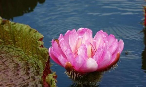 分享圖片，猶如曇花一現的王蓮開花，各種顏色，各種姿態大全