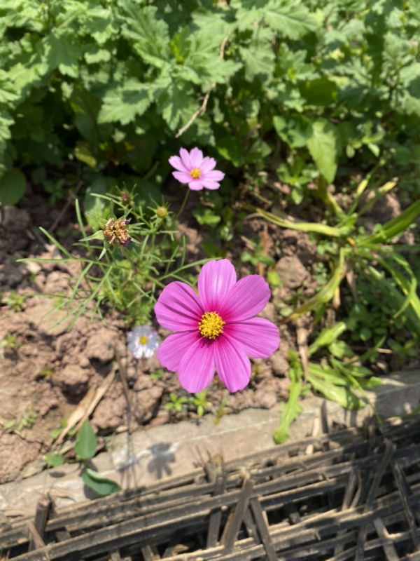 父母非要去鄉下養花，攔都攔不住，兩個月後卻吵著要回家