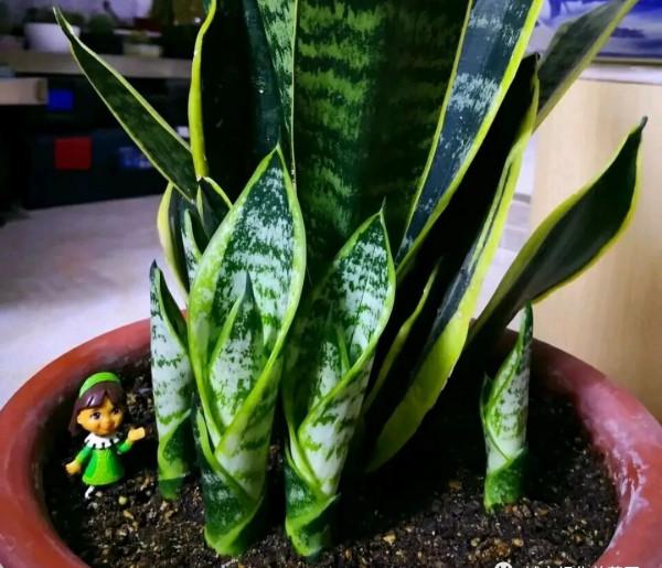 虎皮蘭有“3怕2不喜”，難怪東倒西歪，從不出“新芽”