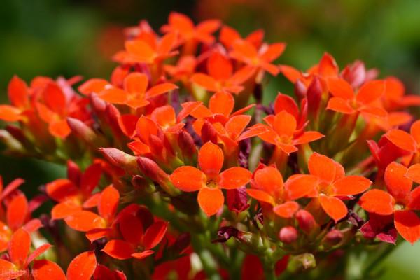 6種花很“養人”，臥室多擺放幾盆，好看又能“睡得香”