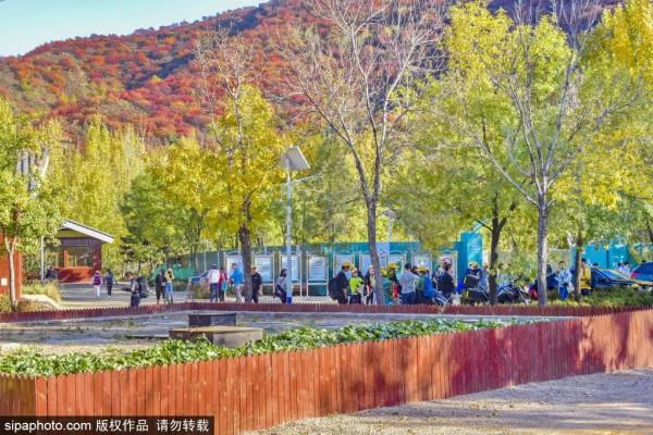 最新實拍!北京這裡紅葉美翻了!關鍵人少還免費,快來打卡 最新實拍!北京這裡紅葉美翻了!關鍵人少還免費,快來打卡