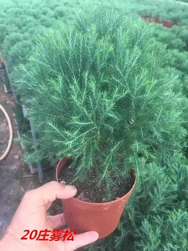 霧凇景~聖誕樹 霧凇景~聖誕樹