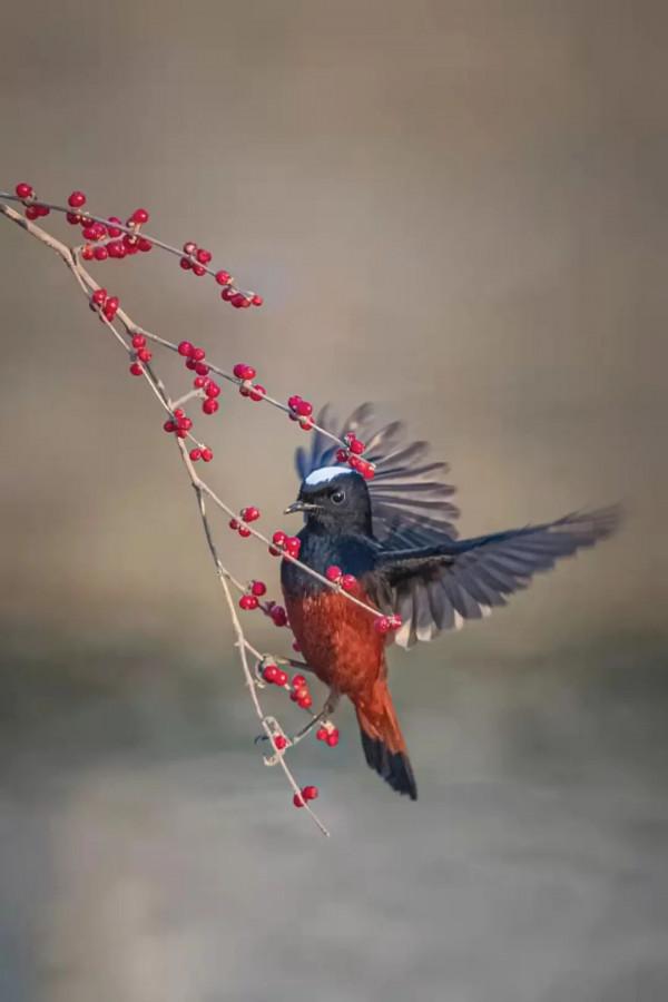 京西驚現白頂溪鴝!在平原地帶屬罕見鳥種 京西驚現白頂溪鴝!在平原地帶屬罕見鳥種