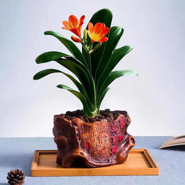 養花容易死，多因為不會澆水！常見的花卉澆水方式，快收好