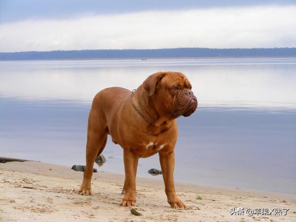 世界十大猛犬排名