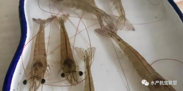工廠化養蝦弧菌來襲，莫要被弧菌問題再次打倒