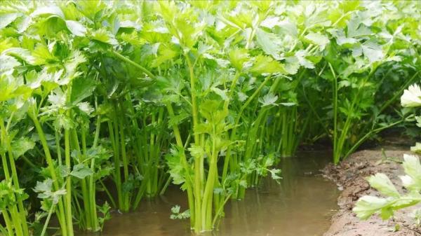 入深秋,別忘記吃“江南水八仙”,健脾祛溼、養心潤肺,舒服過秋 入深秋,別忘記吃“江南水八仙”,健脾祛溼、養心潤肺,舒服過秋