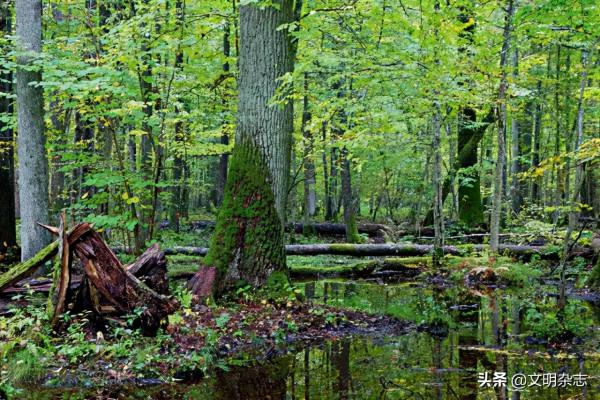 歐洲唯一現存的原始森林:白俄羅斯 • 比亞沃維耶扎原始森林——走進“一帶一路”國家的世界遺產和多元文化 歐洲唯一現存的原始森林:白俄羅斯 • 比亞沃維耶扎原始森林——走進“一帶一路”國家的世界遺產和多元文化