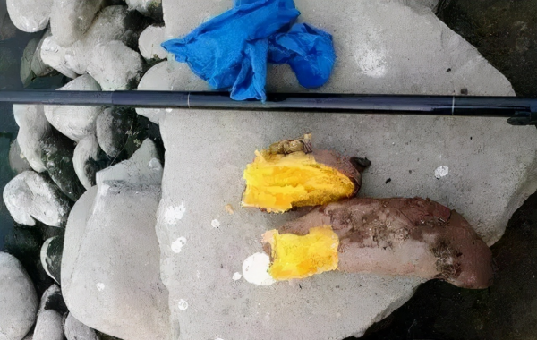 野生鯉魚的最愛，不是玉米粒，也不是麥粒，而是這三種餌料