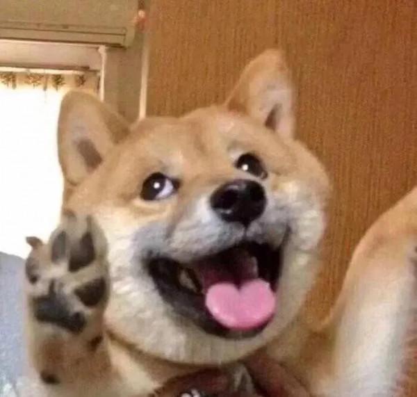 柴犬頭像 | 實現頭像自由