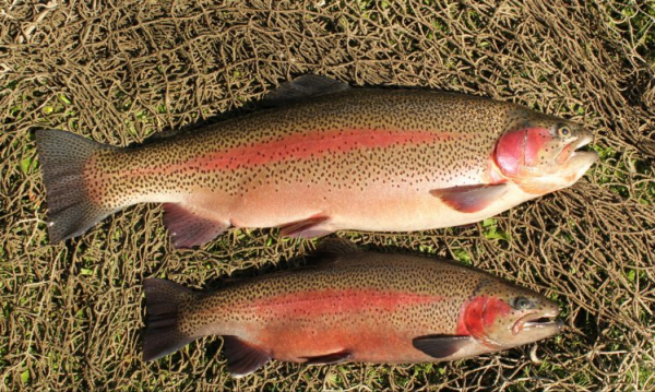 2017年10斤虹鱒被釣獲，引出淡水三文魚之爭，如今對手卻高攀不起