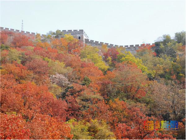 領略深秋慕田峪長城的層林盡染 感受明長城文化的精華 領略深秋慕田峪長城的層林盡染 感受明長城文化的精華