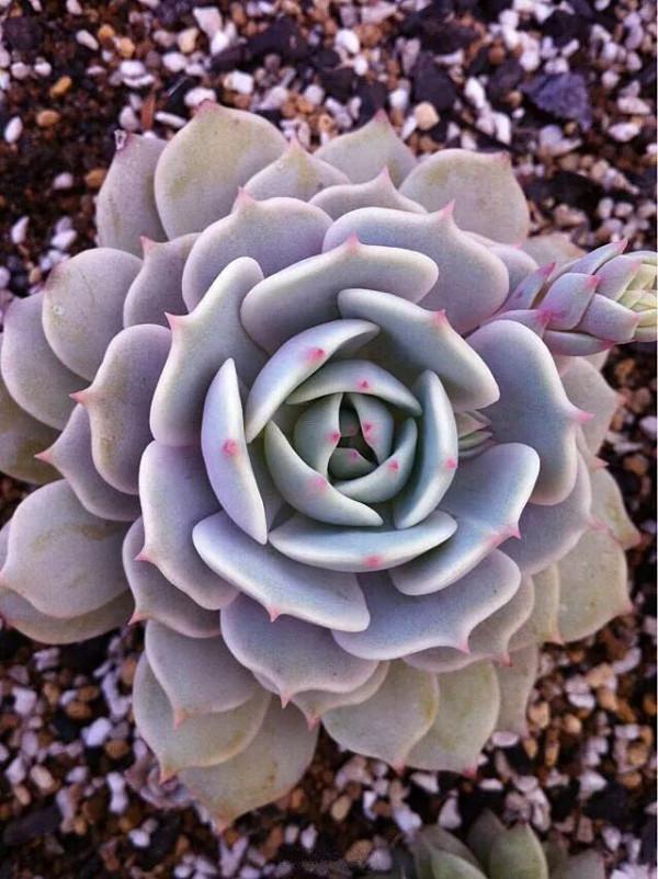 多肉的世界,簡單執著,看看你都見過哪些 多肉的世界,簡單執著,看看你都見過哪些