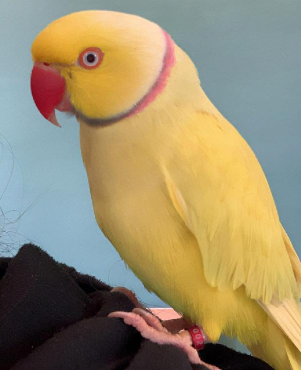 不能打雪仗！不能打野人！在BC省你一不小心就會犯法