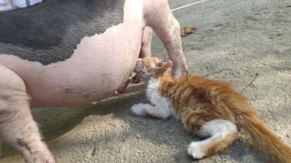 撿回家一隻瘦弱小橘貓，隔天去看時都愣住了：這是得有多餓啊？