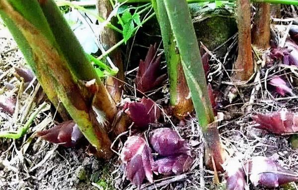 是“姜”不像姜，比姜更好吃，一塊“種”養成盆栽，來年就有吃