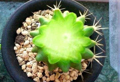 “懶人”就養這10種花,一個月不澆水也死不了,盆土越幹越易開花 “懶人”就養這10種花,一個月不澆水也死不了,盆土越幹越易開花