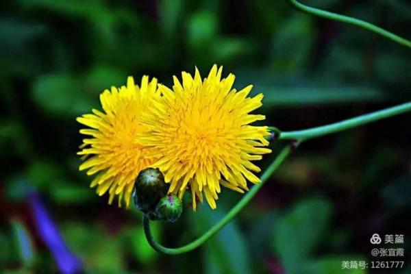 青未了|重陽感懷(詩歌) 青未了|重陽感懷(詩歌)