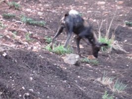 常聽到但不常能看到的動物——豺