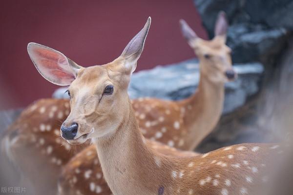 北京野生動物園,感受與動物零距離接觸 北京野生動物園,感受與動物零距離接觸