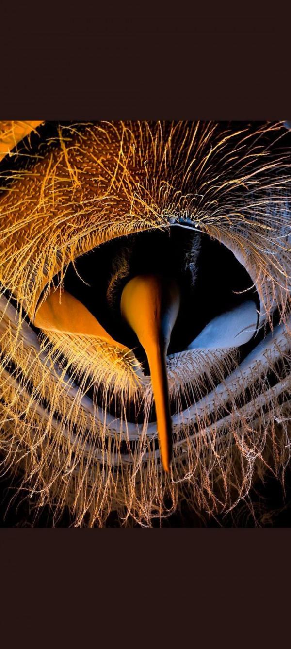 顯微鏡下的世界