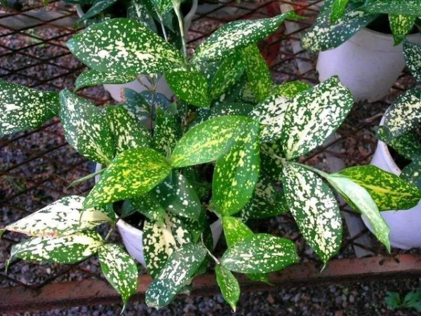 24種帶有&OpenCurlyDoubleQuote;虎&rdquo;字的植物，有些花卉名稱都沒聽過，你認識幾種？