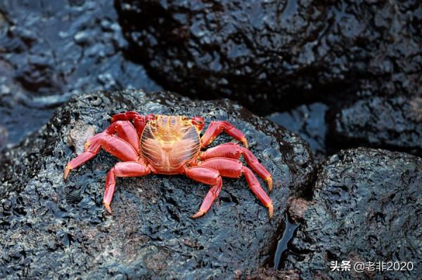 我拍的10種動物,你能認出一半就很厲害了 我拍的10種動物,你能認出一半就很厲害了