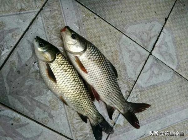 如何釣泰鯪？介紹自己一直使用的私家配方，或許能讓你拉到手抽筋