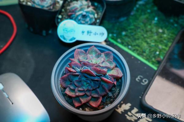 風雨無阻，抱著對多肉的熱愛，只為選出一份你鍾愛的“心頭肉”