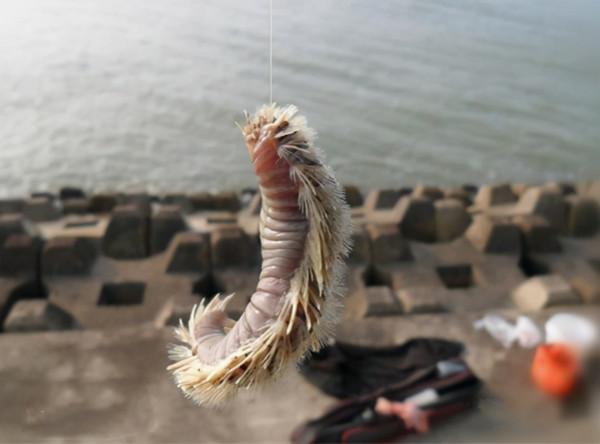 沙蠶這樣用，專門釣淡水魚，連桿爆護一點不難