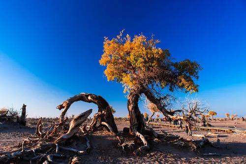 帶你去夢想中旅遊