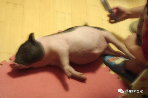 我養過一頭豬……300斤那種