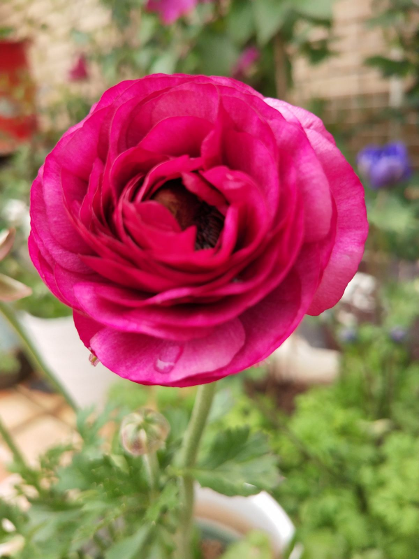 “小爪子”埋土裡，做好這2點，開出富貴“小牡丹”